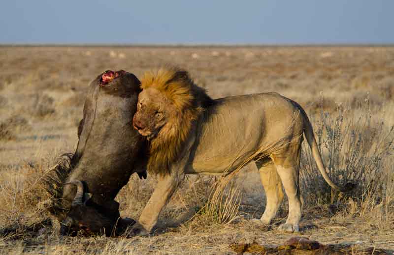70 - Namibia - leones comiendo - parque nacional de Etosha